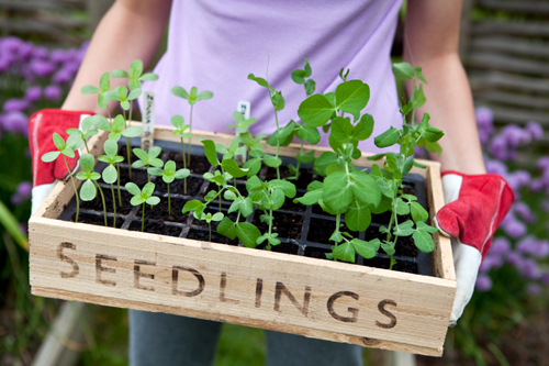 Seedlings/Saplings of flowering plants